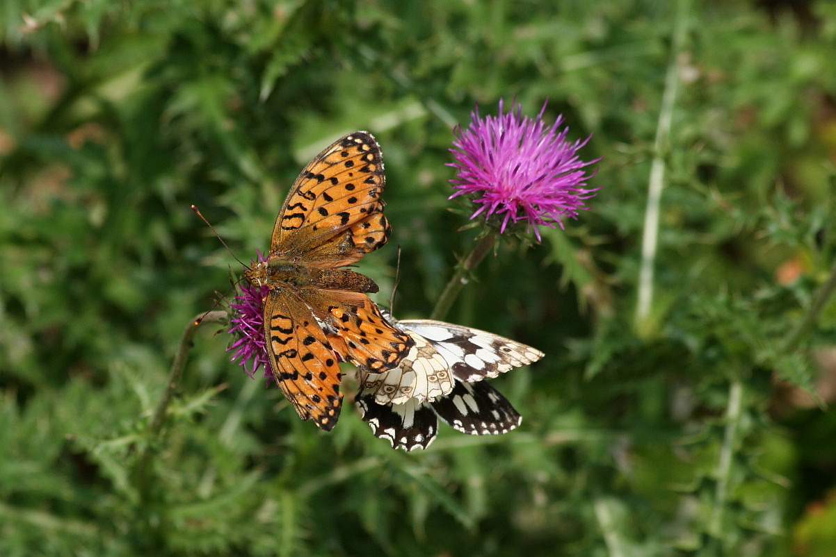 argynnis aglaia?